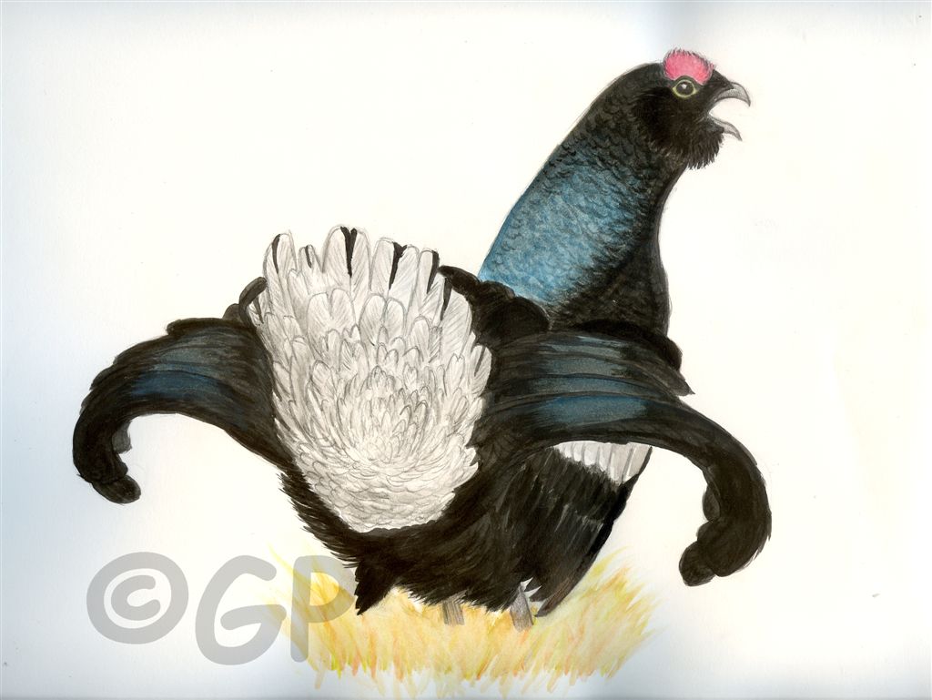 Gallo Forcello